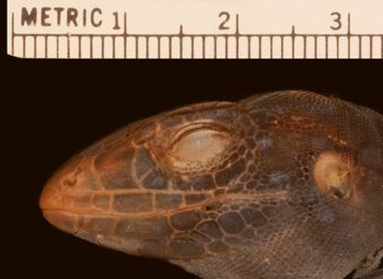 Media type: image;   Herpetology R-27551